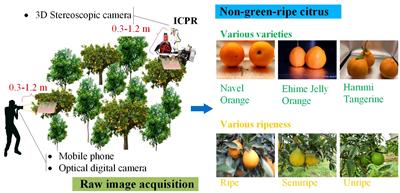 YOLOC-tiny: a generalized lightweight real-time detection model for multiripeness fruits of large non-green-ripe citrus in unstructured environments